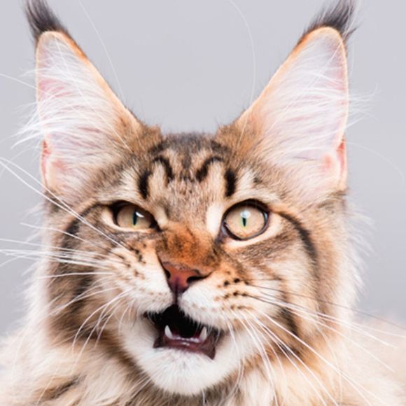 catl0versclub